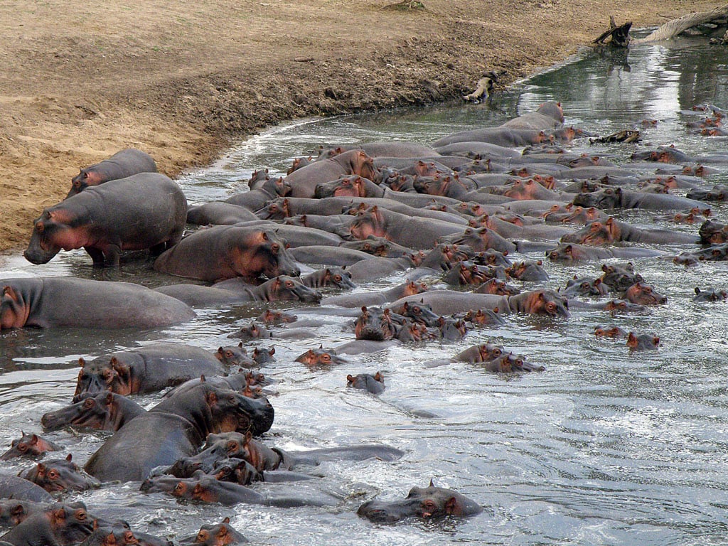 Hippos