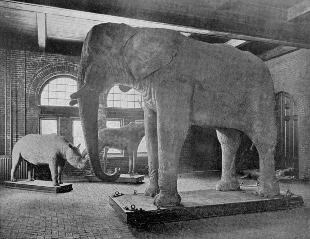 Jumbo the elephant in barnums museum