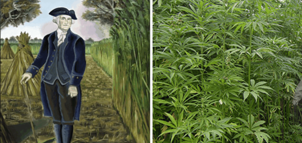 george washington hemp fields