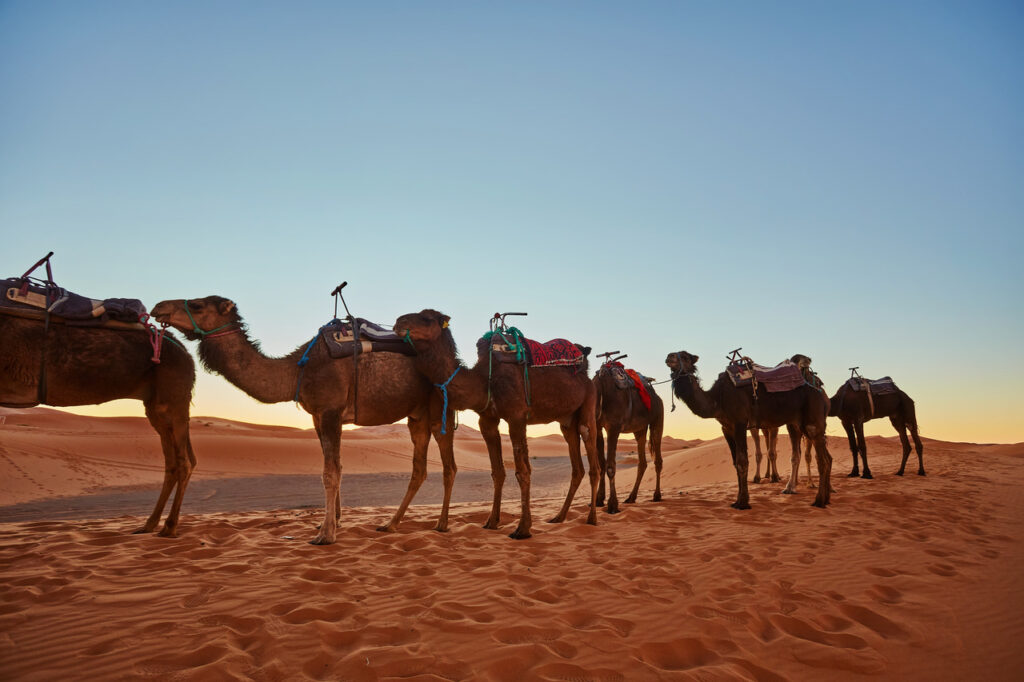 camels in the desert