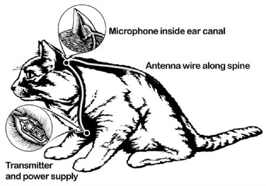 acoustic kitty diagram