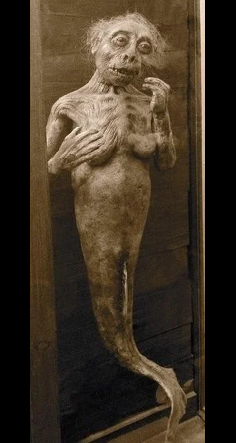 FeeJee Mermaid