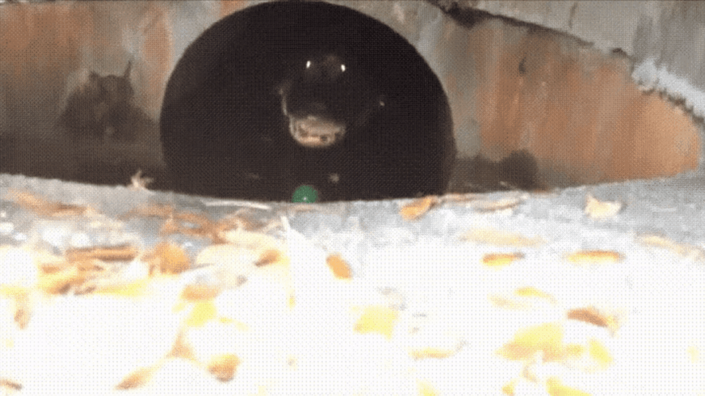 alligator in the sewer