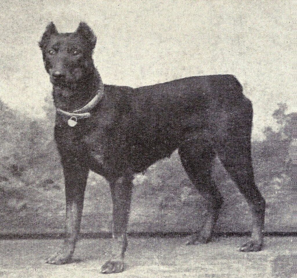 a black and white dobermann
