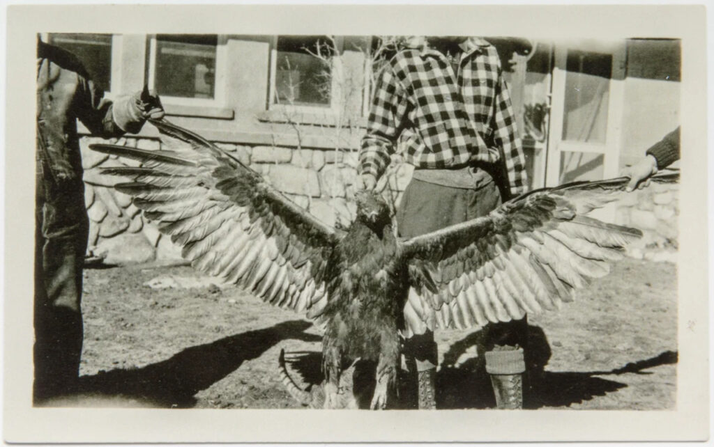 thunderbird photograph