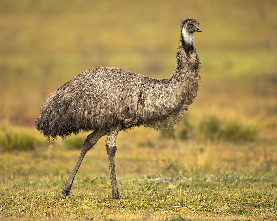 The Great Emu War