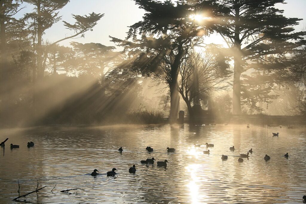 Golden Gate Park’s Hidden Waterfall