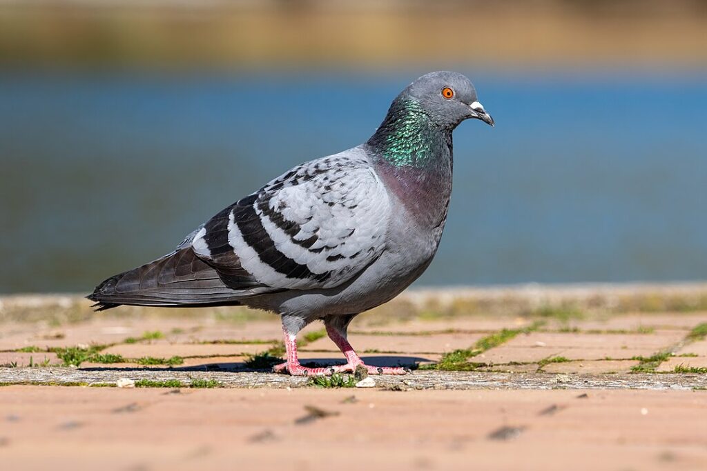 Pigeon
