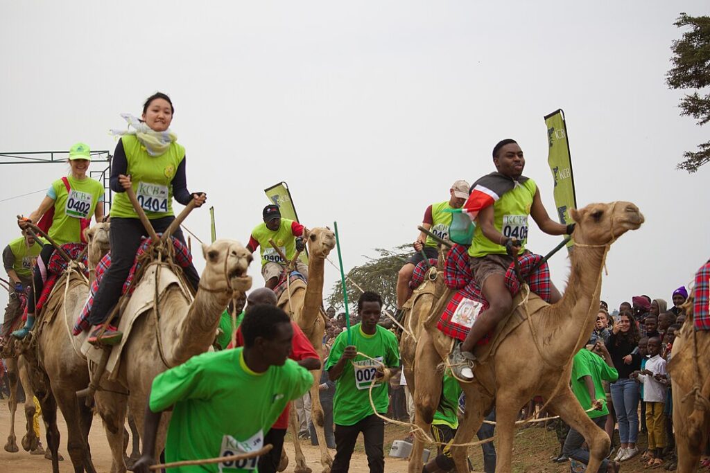 Nevada's Camel Riding Restrictions