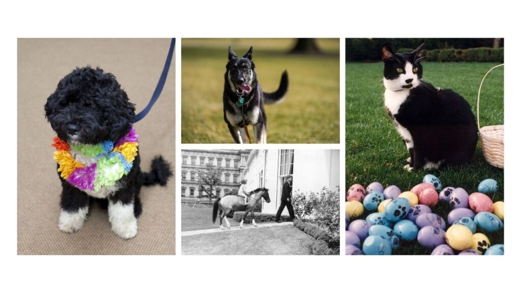 Wikimedia Commons, Facebook