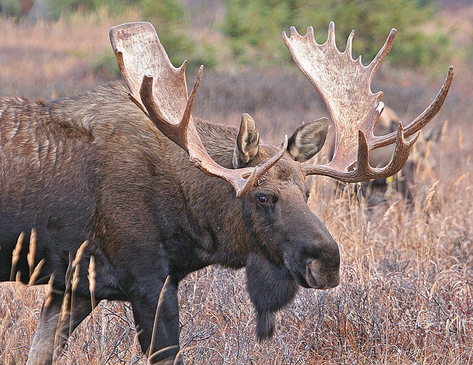 Alaska's Moose to Airplane Law