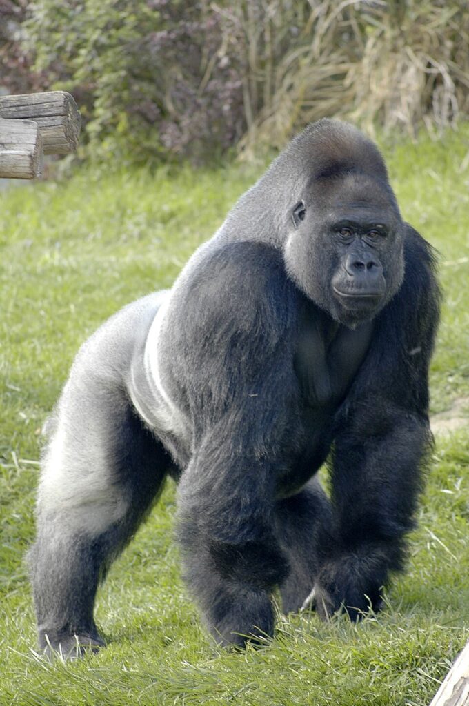 Massachusetts' Gorilla Seating Rule