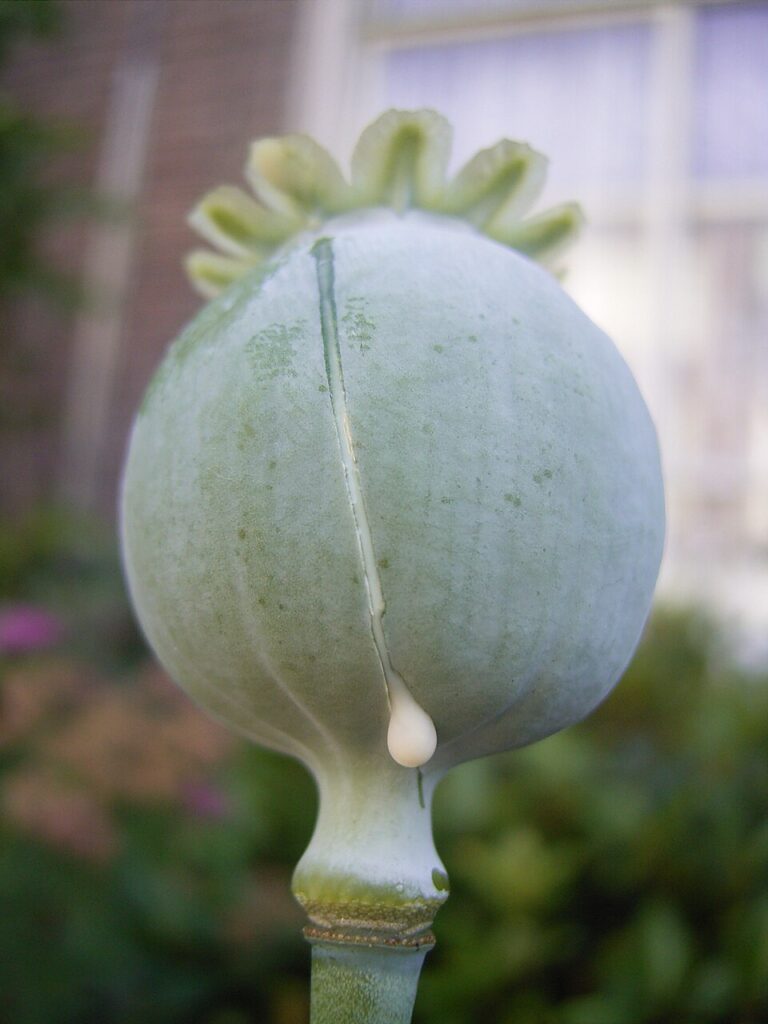 Opium Poppy Papaver somniferum
