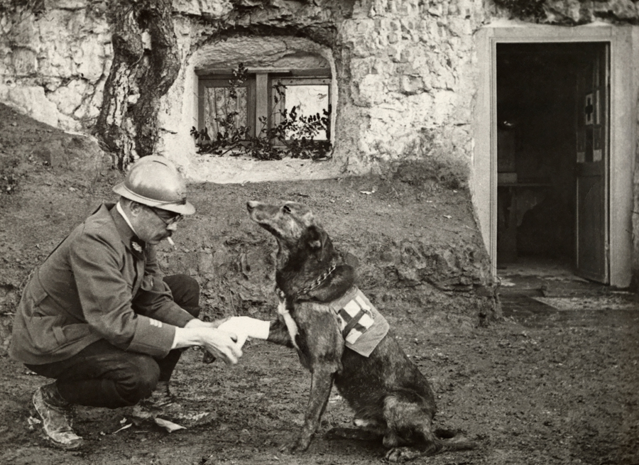 Canine Soldiers