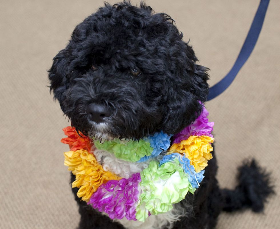 Pete Souza, Public Domain / Wikimedia Commons