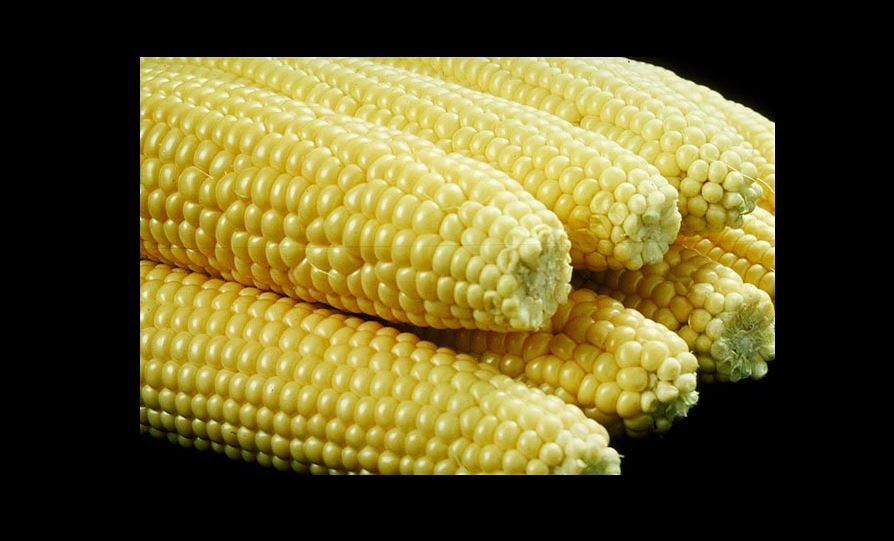 Corn and Hybrid Innovation