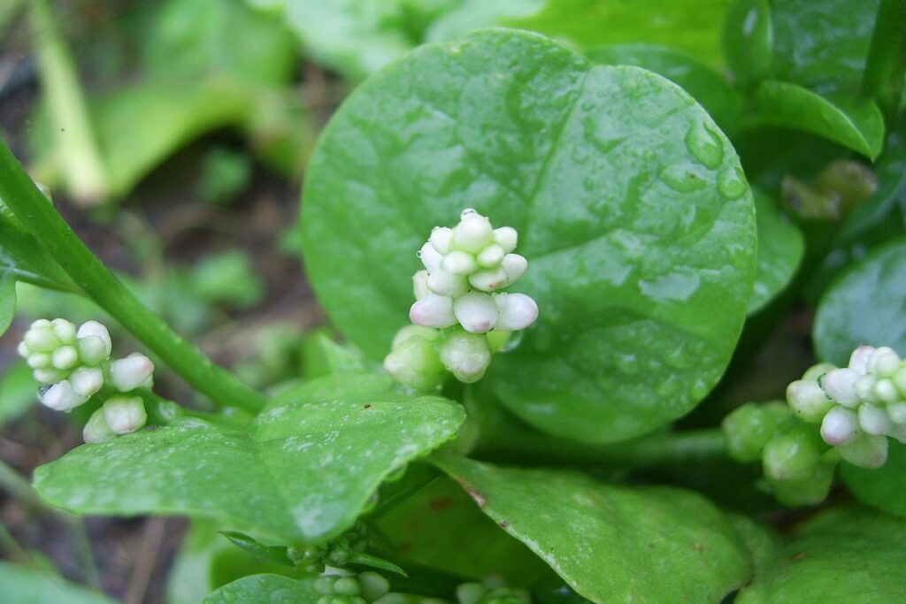 2006: Spinach Cyclospora Shake-Up