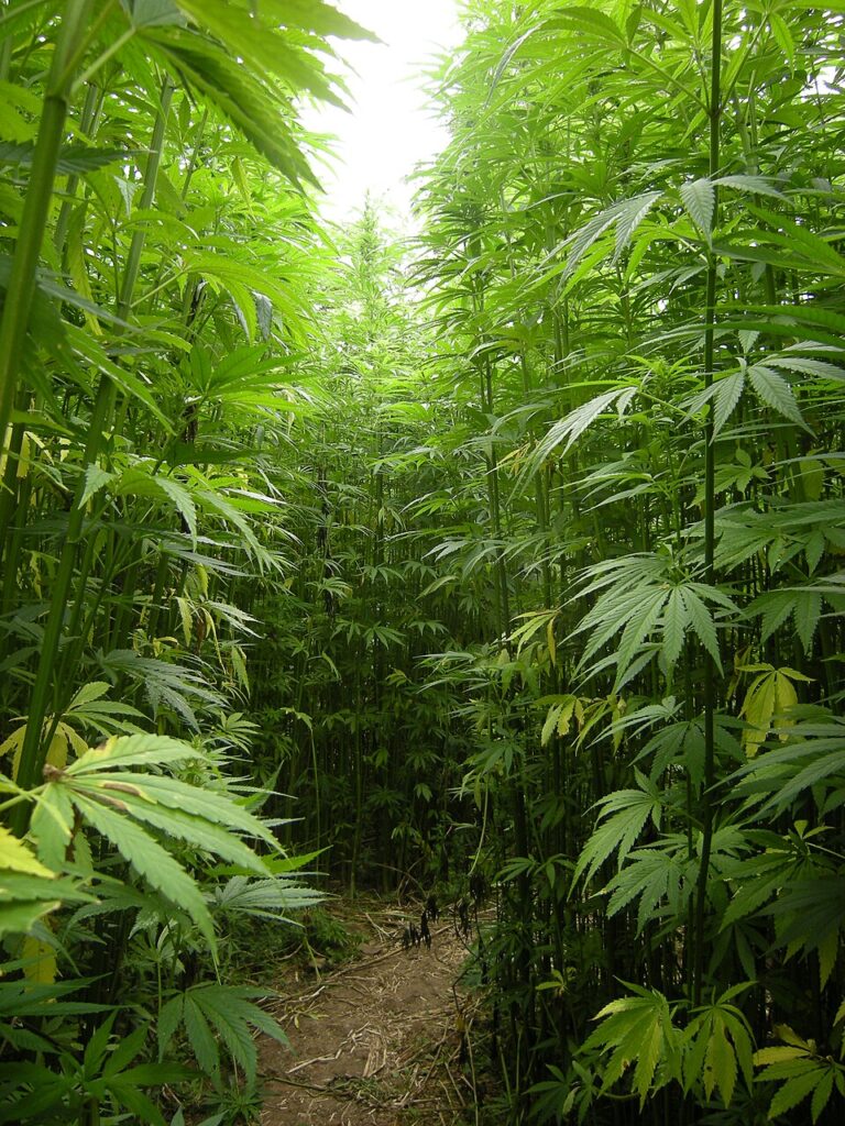 Restoring Heritage with Hemp