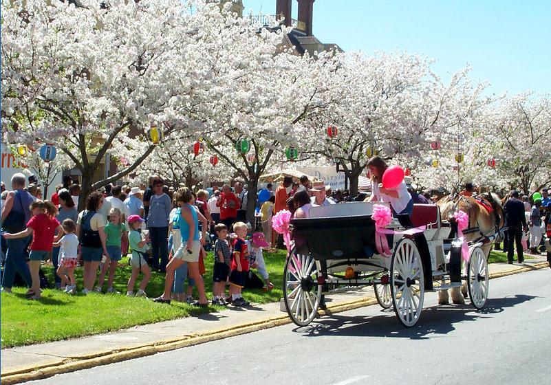 Cherry Blossom Festival: A Floral Gift