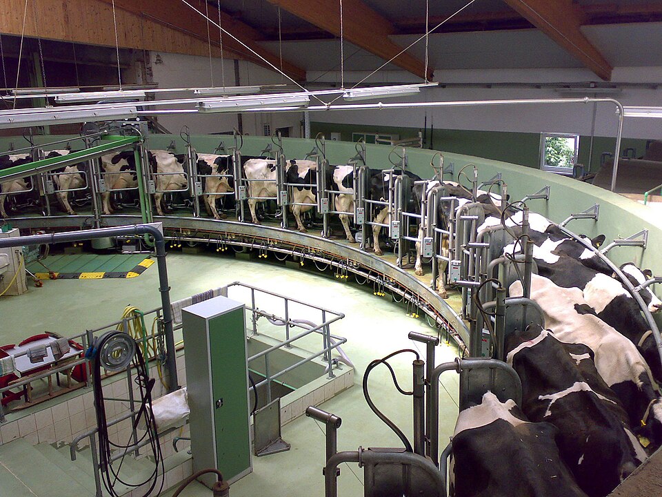 From Decline to Dairy Success