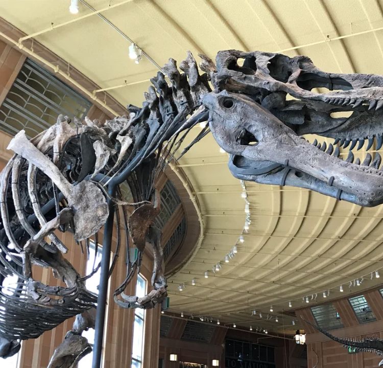 The Cincinnati Skeleton Trade