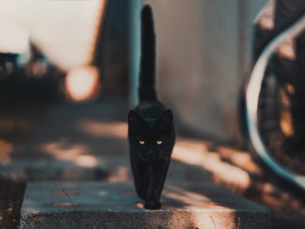 Beware the Black Cat's Path