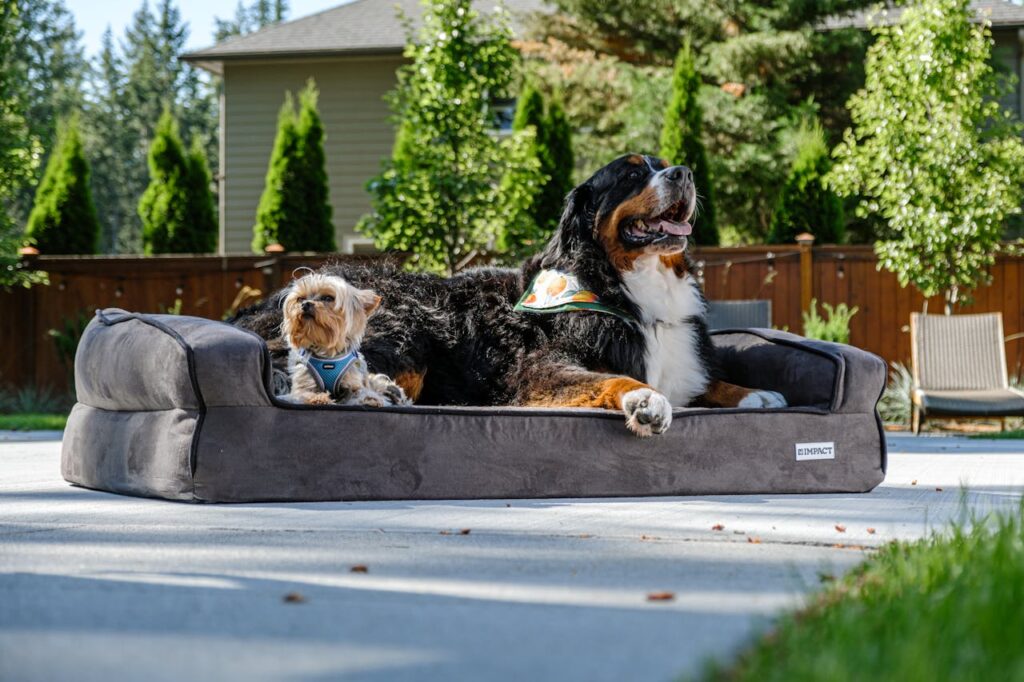 Pet Products You’ve Never Seen
