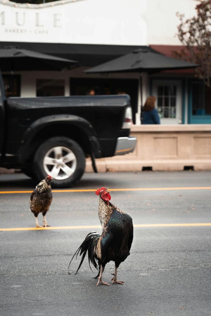 Georgia's Chicken Crossing Law