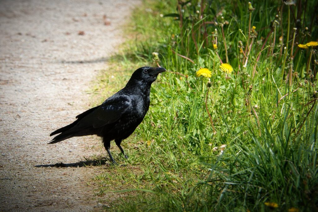 Birds as Harbingers of Death