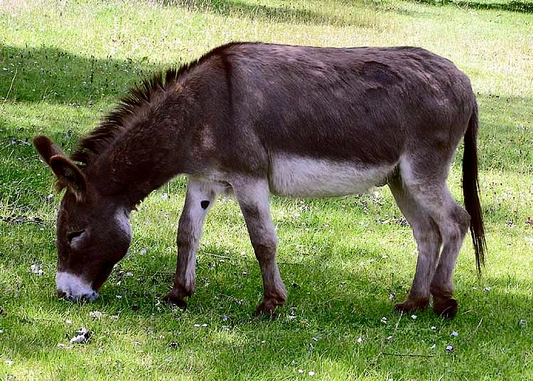 The Washington DC Donkey Dinner