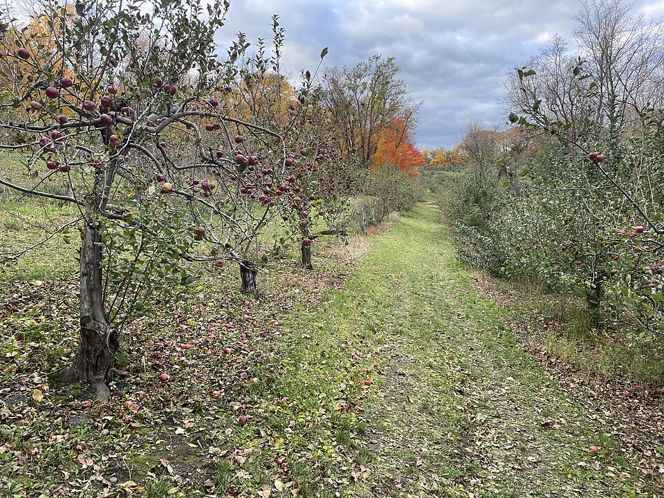 A Fruit Orchard's Second Spring