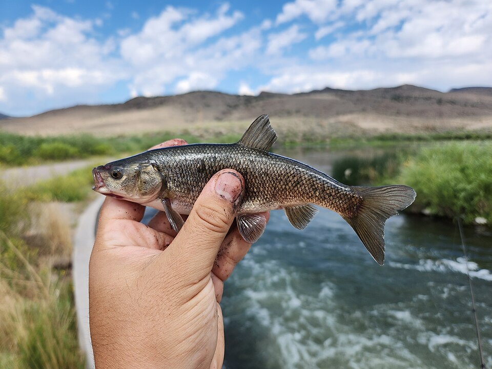 Utah's Fish Whispering Ban