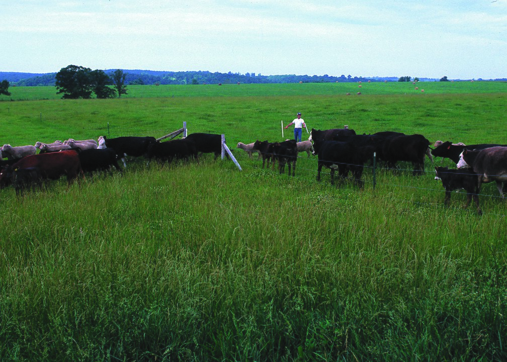 Ranch Rebirth with Regenerative Practices