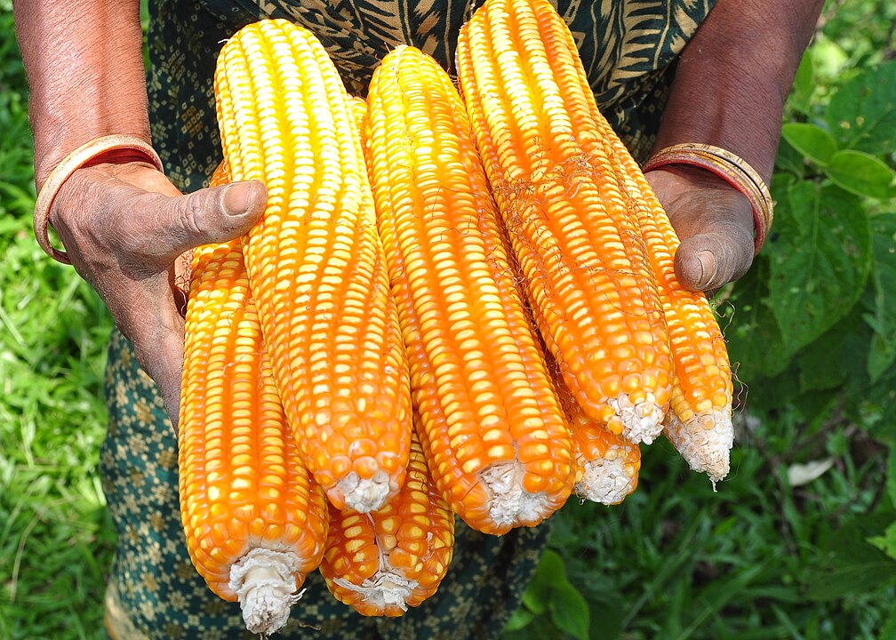 Maize