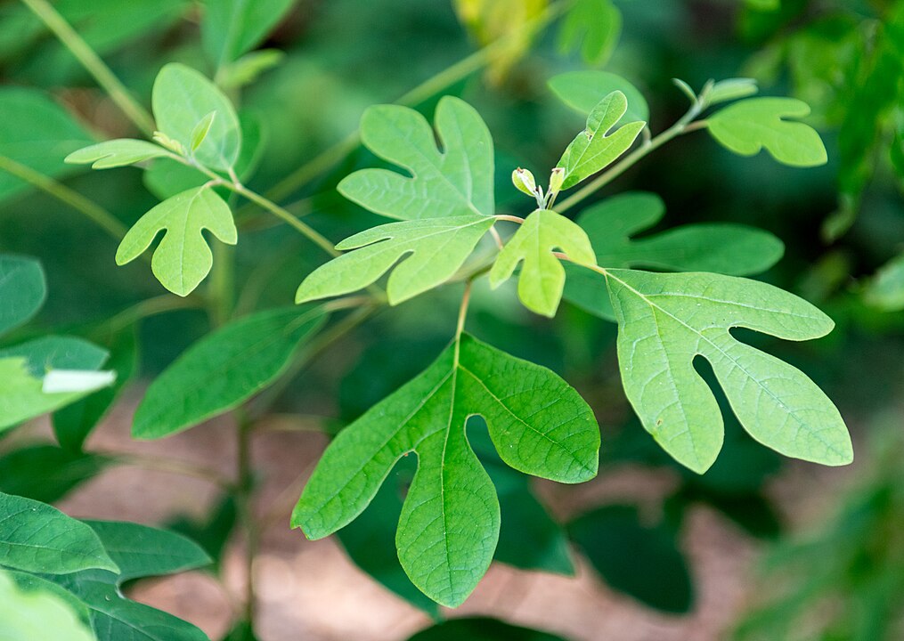 The Curious Case of Sassafras Oil