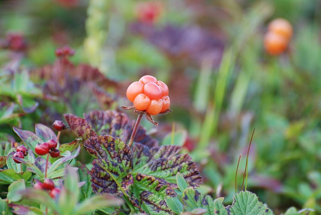 Cloudberries: Vitamin C Boosters