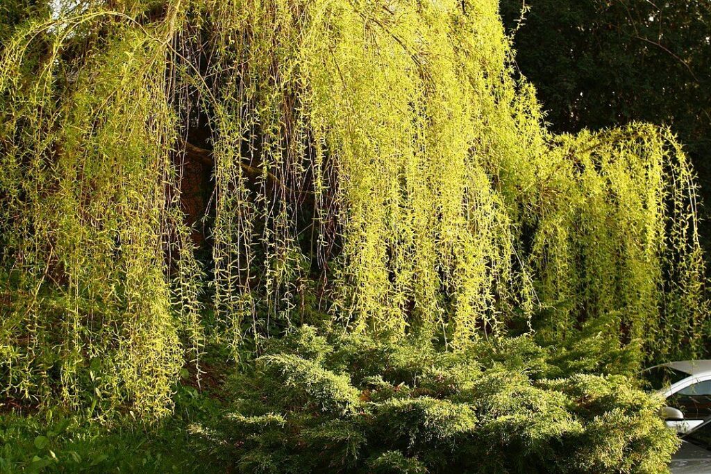 Willow Leaves: Medicinal Snack