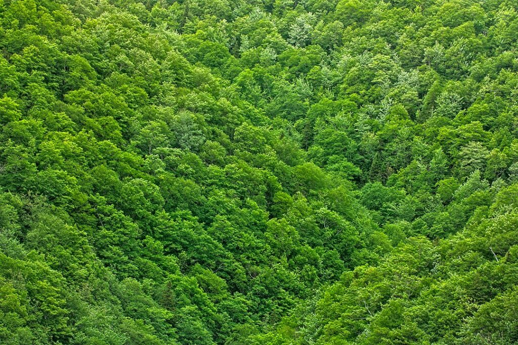 Green_Foliage_Texture