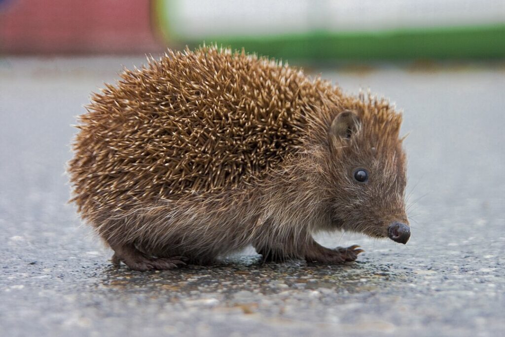 Bush Tiny Hedhehog