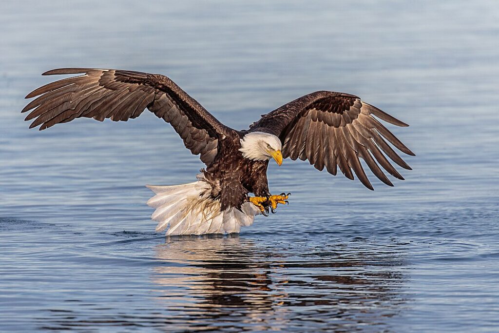The Endangered Species Act Victory