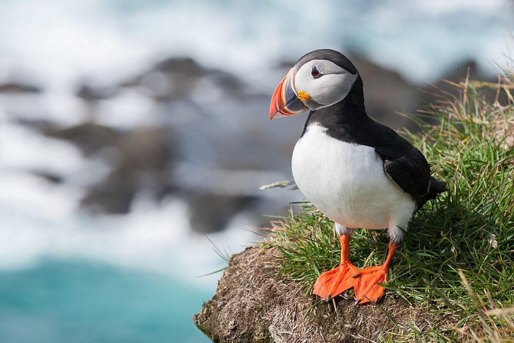 Puffin Meat: Avian Protein