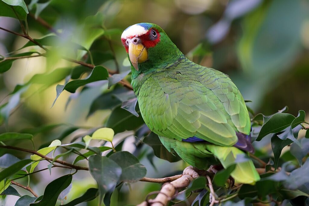 Parrot