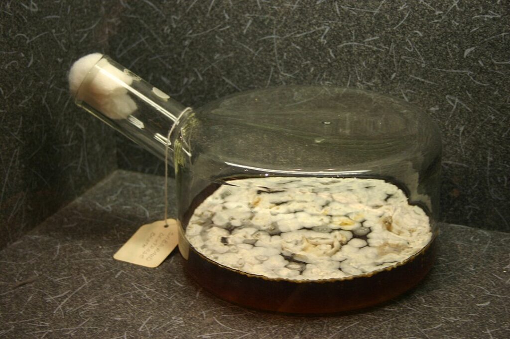 Penicillium_penicillin
