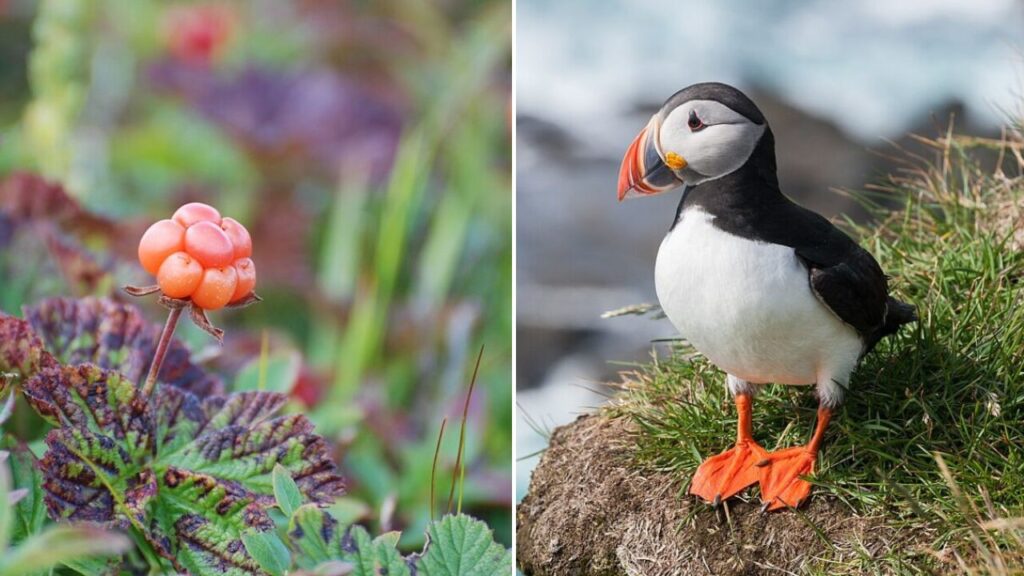 10 Surprising Foods Native Alaskan Tribes Relied On for Survival