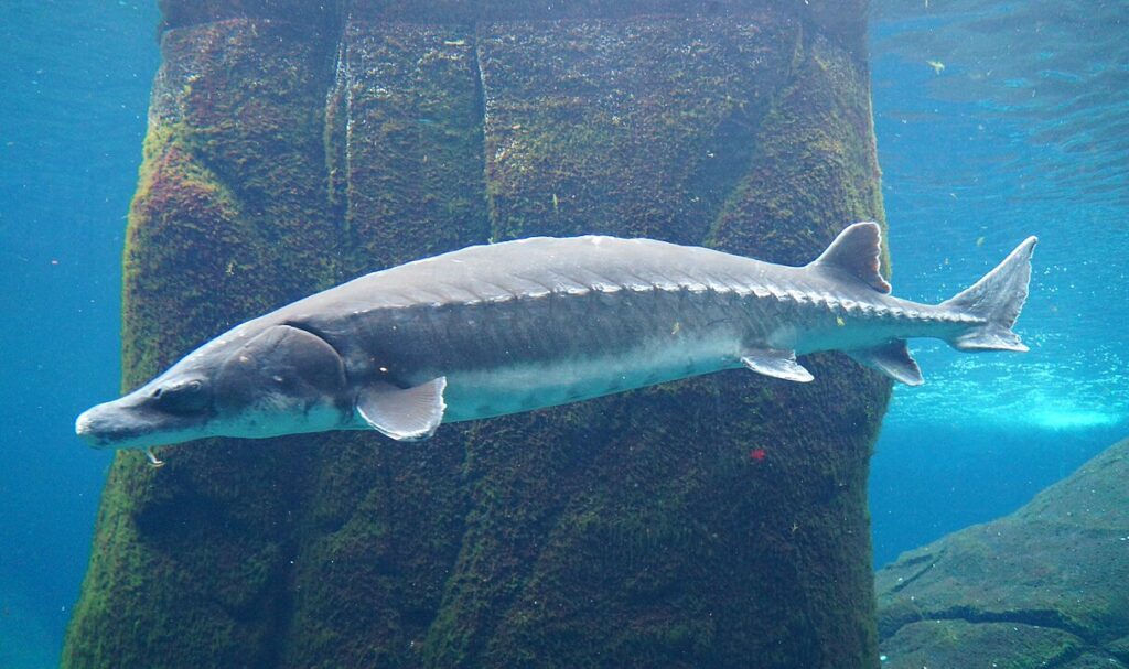 The 200 Year Old Fish: Sturgeon Recovery Program