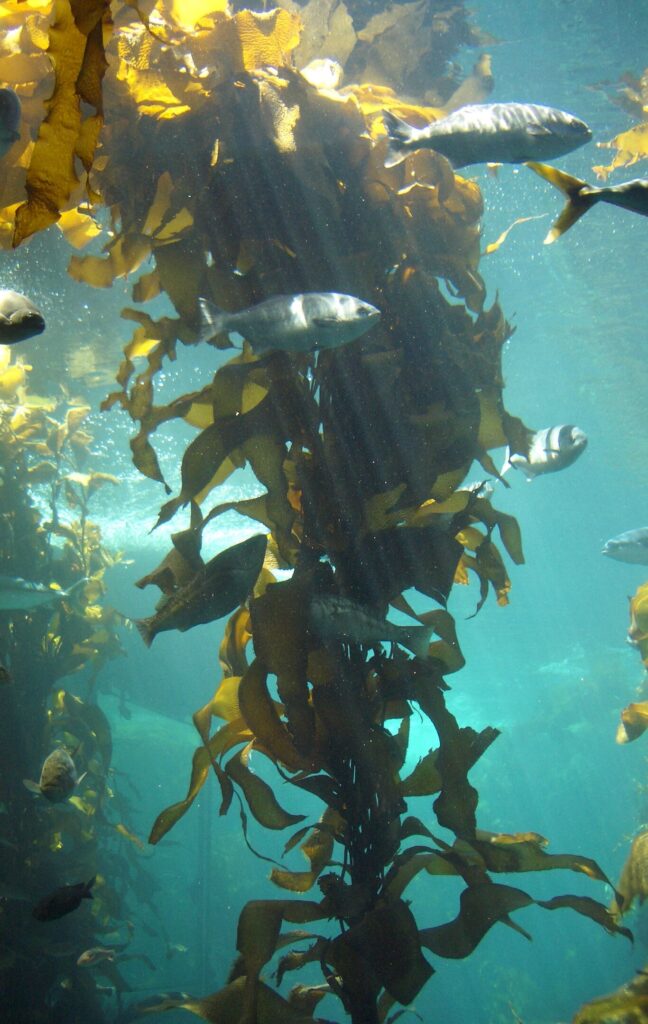 Kelp: Ocean's Veggie