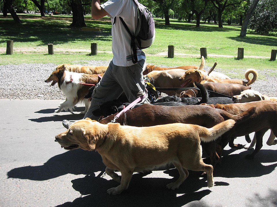 Pet Sitter
