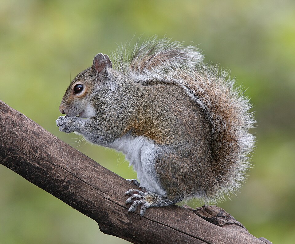 National Squirrel Appreciation Day