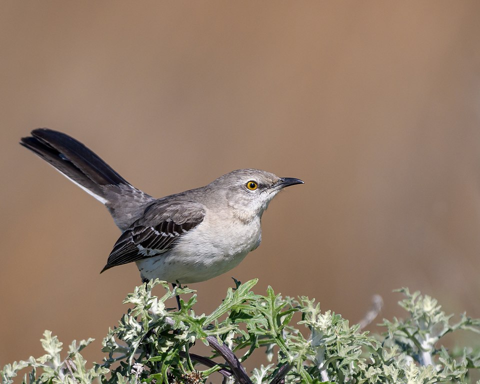 Northern_Mockingbird