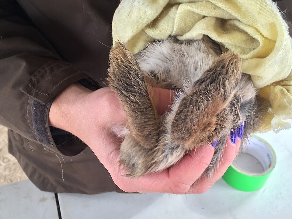 Rabbit Feet